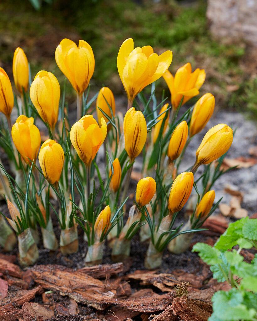 crocus golden yellow