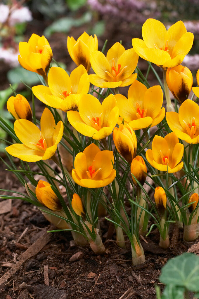 Crocus Goldilocks