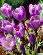 crocus grand maitre