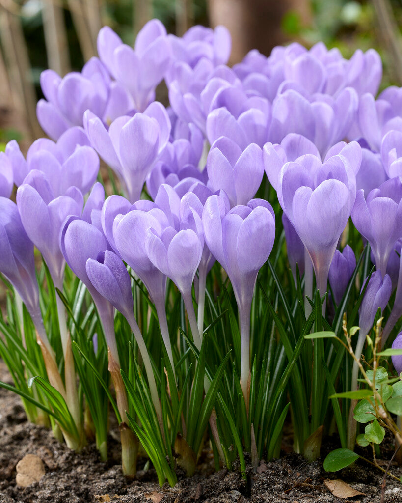 Crocus Hummingbird