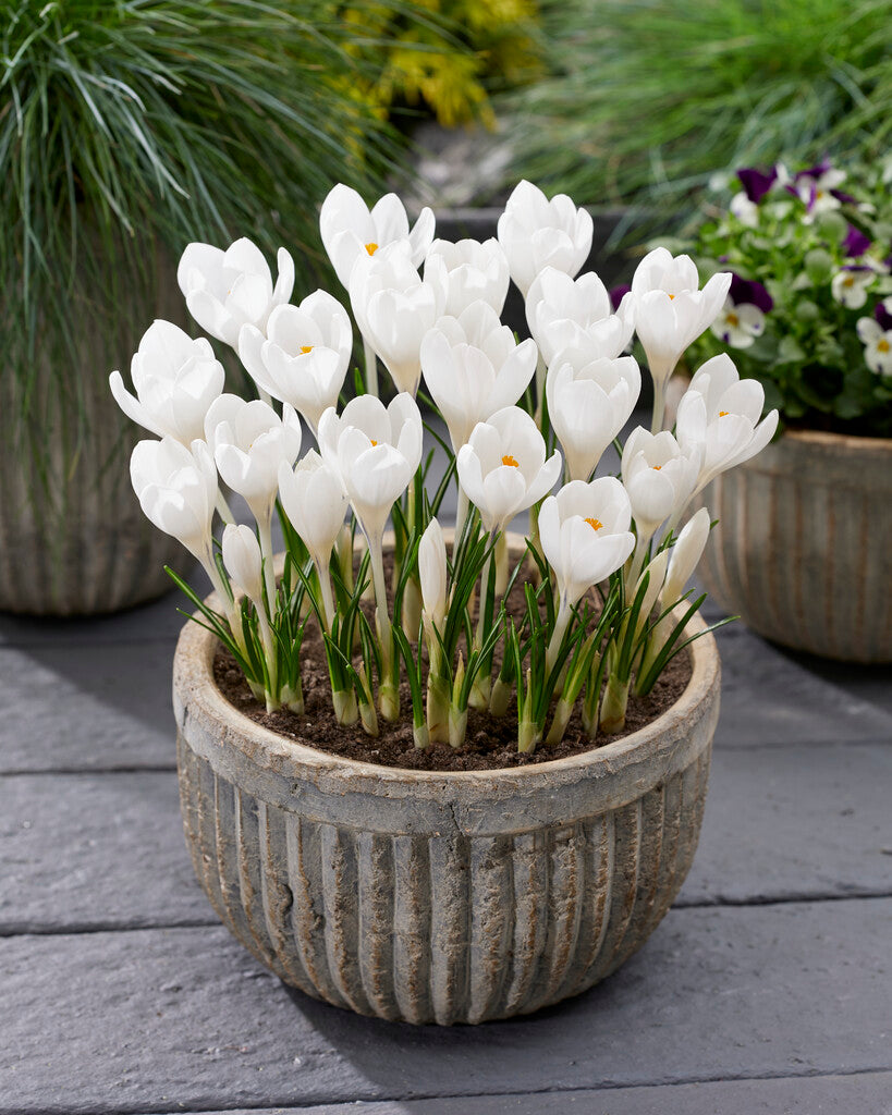 Crocus Ice Queen