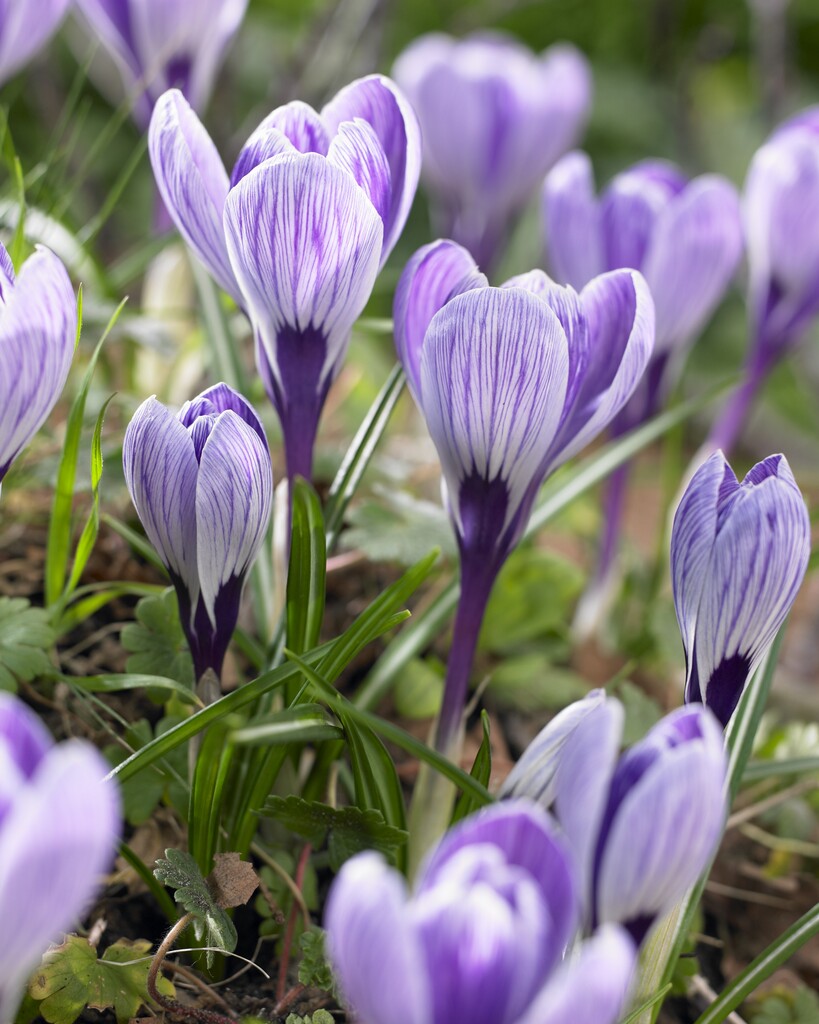 crocus king of the striped