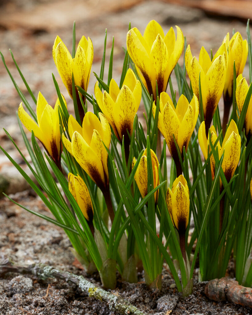 Crocus korolkowii