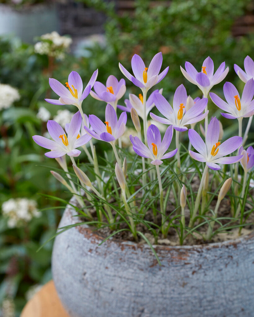 Crocus Lilac Beauty