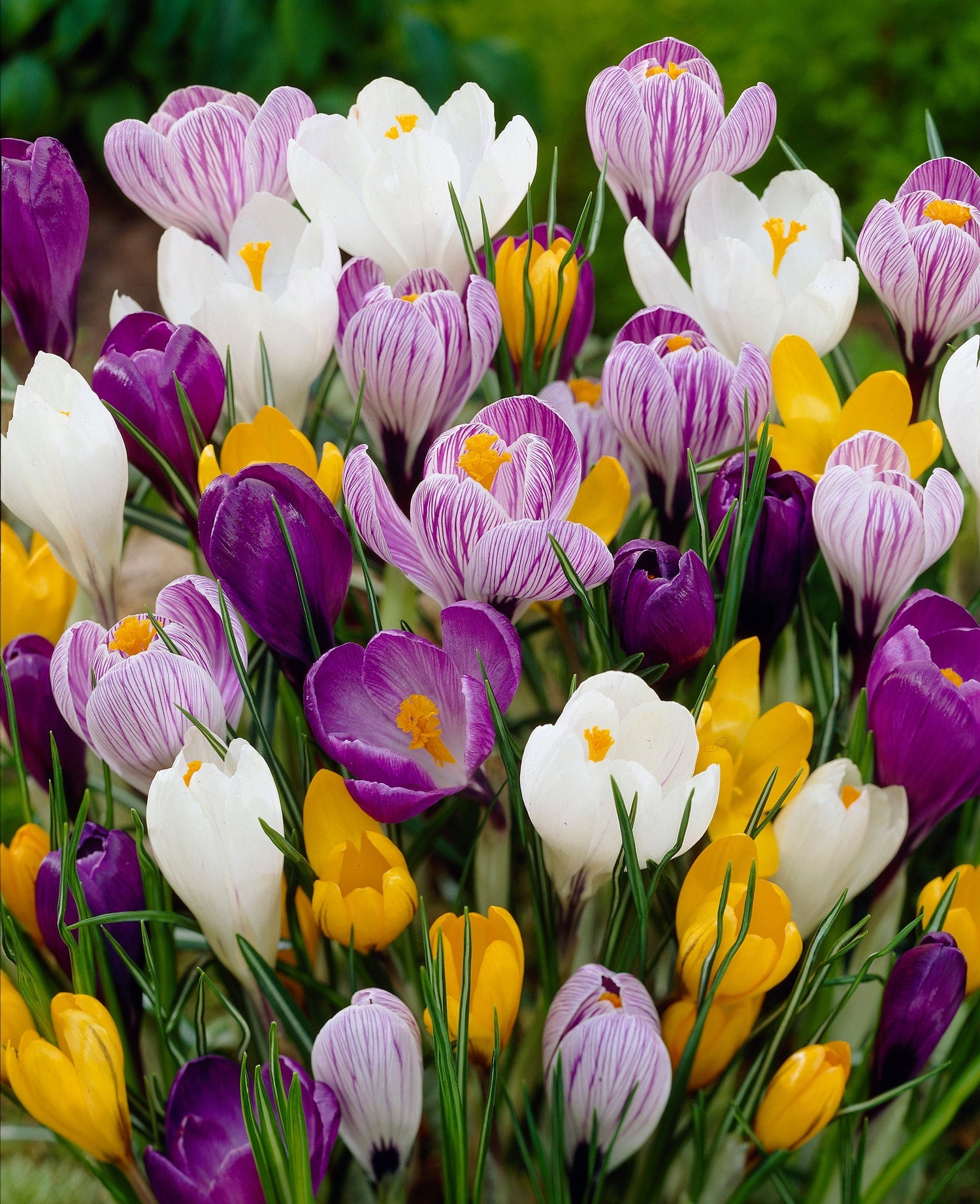 Crocus Large Flowered Mix