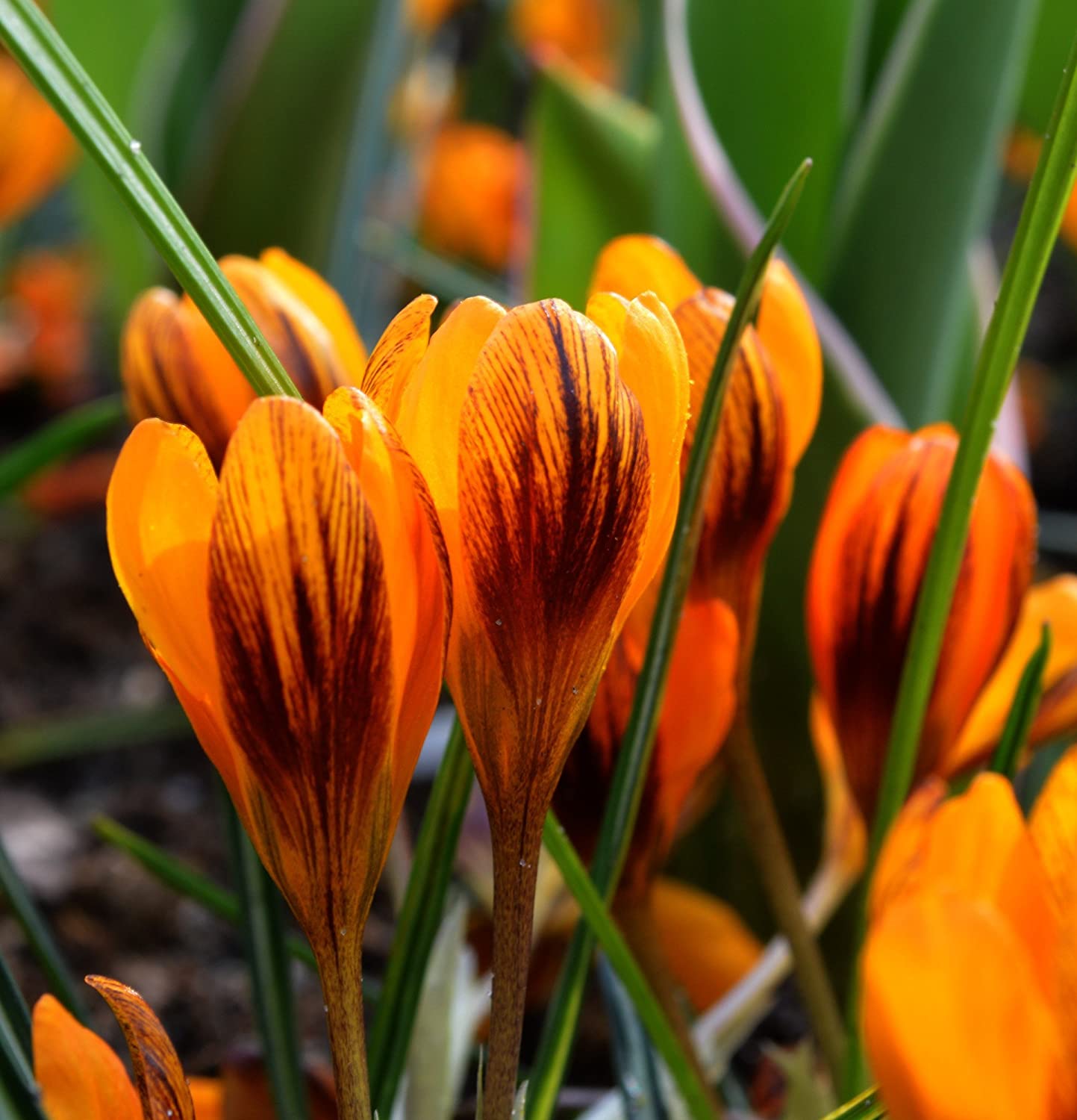 Crocus Orange Monarch
