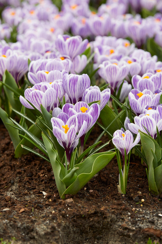 Crocus Pickwick