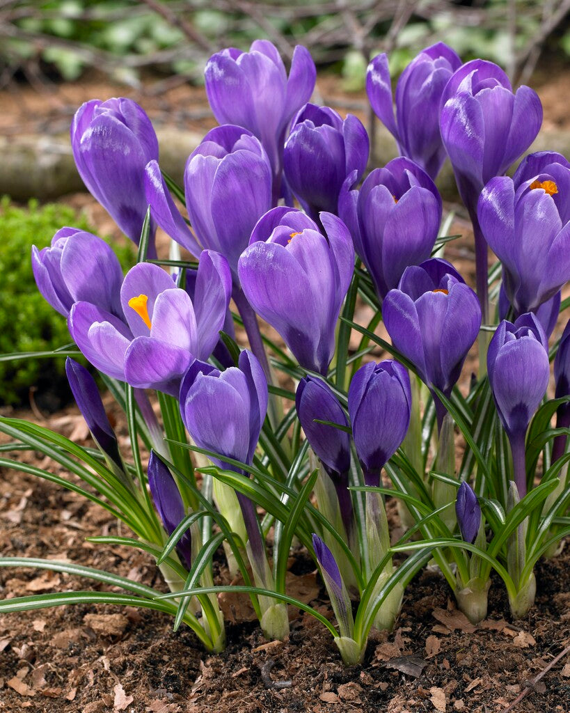 Crocus Remembrance