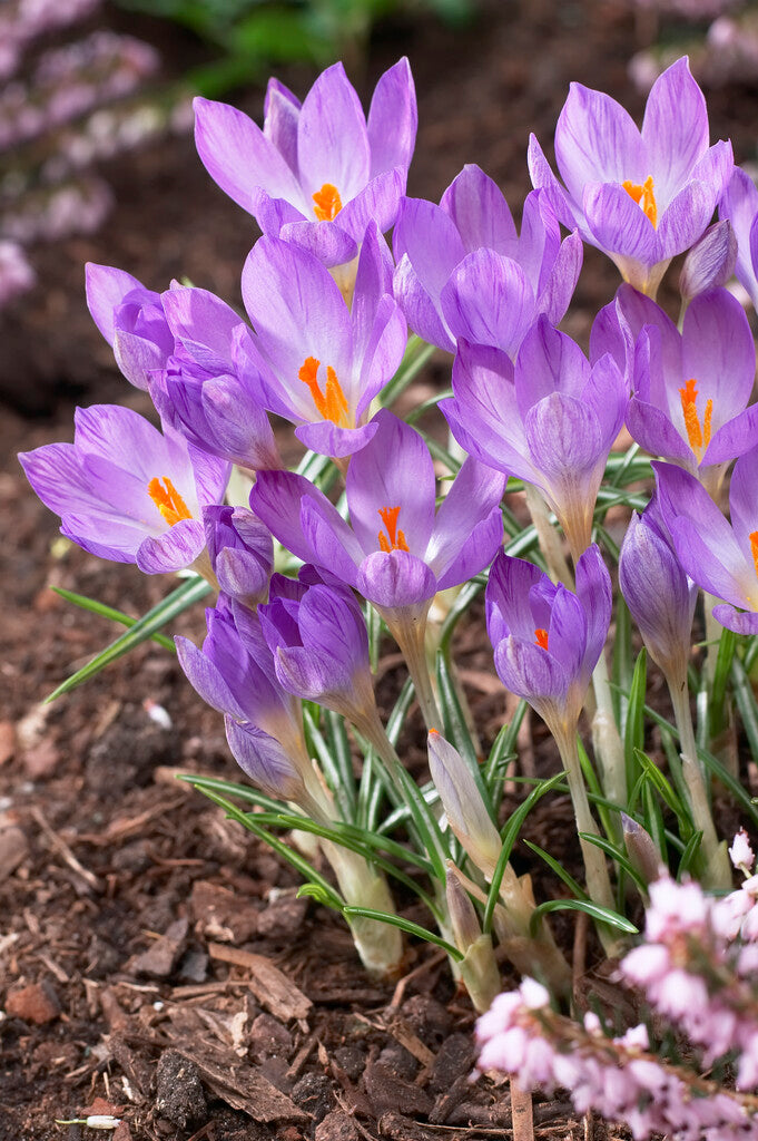 Crocus Rosalind