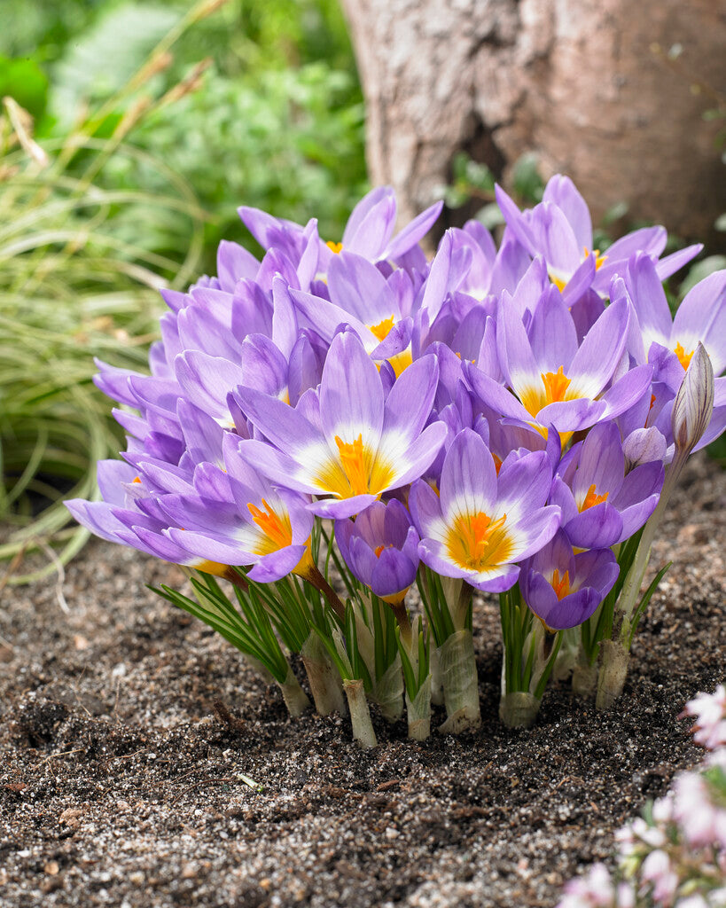 Crocus Tricolor