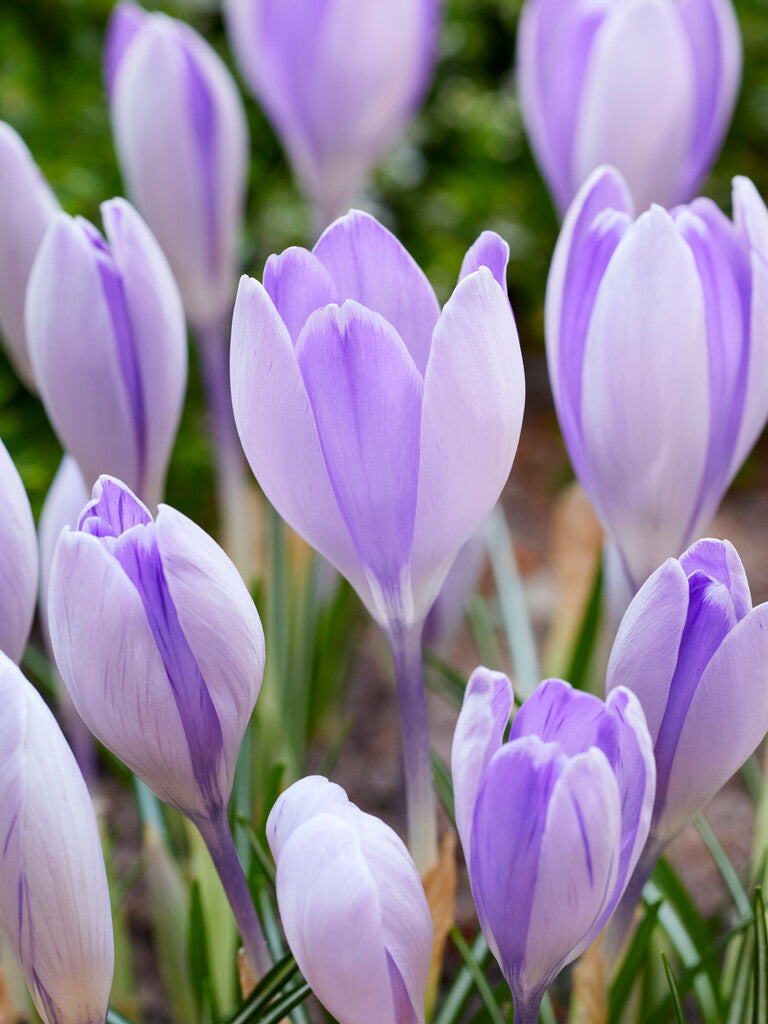 Crocus Vanguard