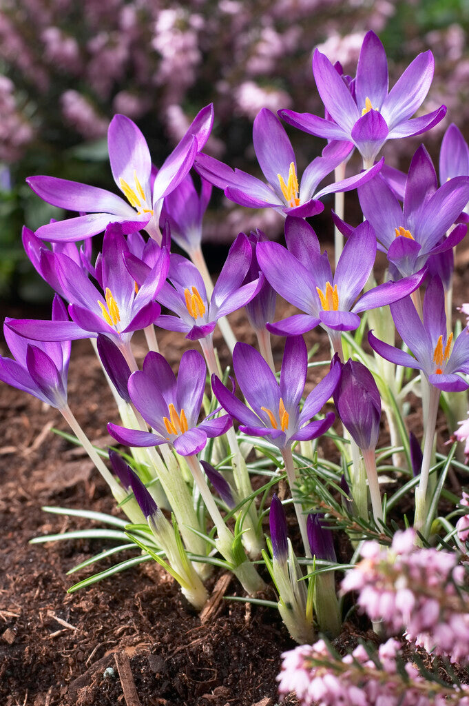 Crocus Whitewell Purple