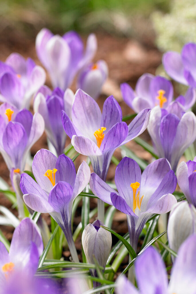 Crocus Yalta