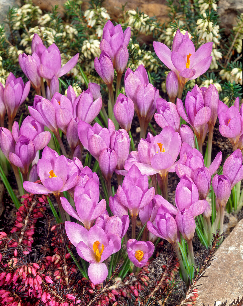 Crocus Zwanenburg