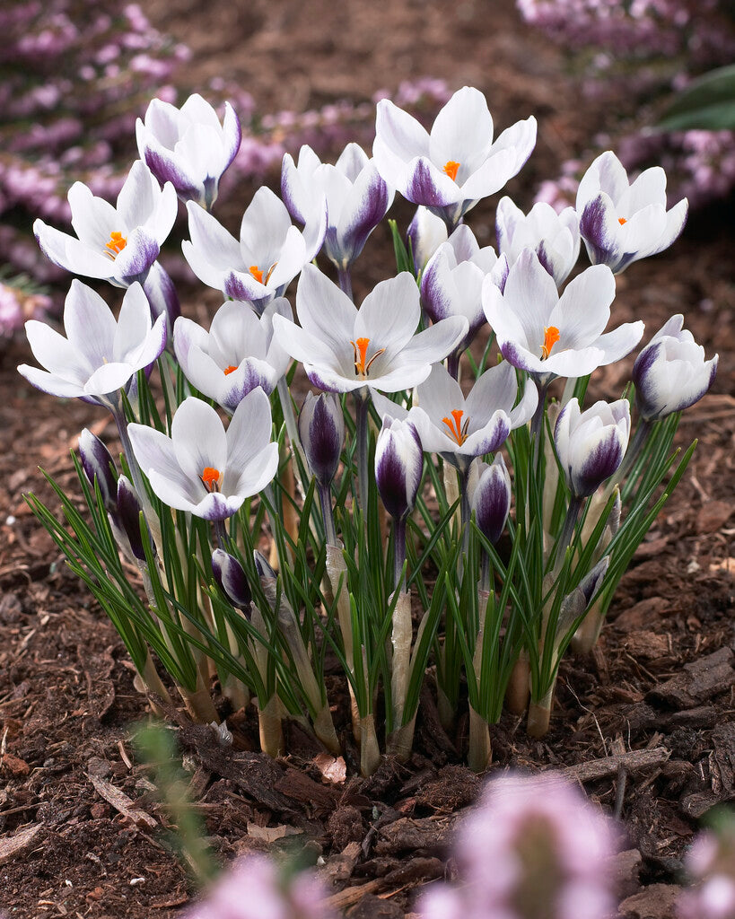 Crocus Ladykiller