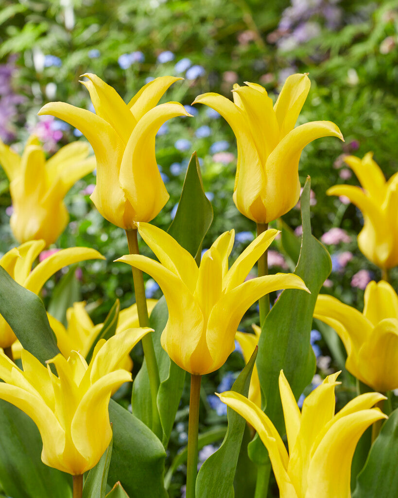 Tulipa Crown Jewel