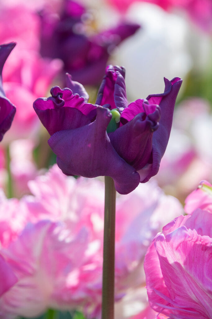 Tulipa Crown of Negrita