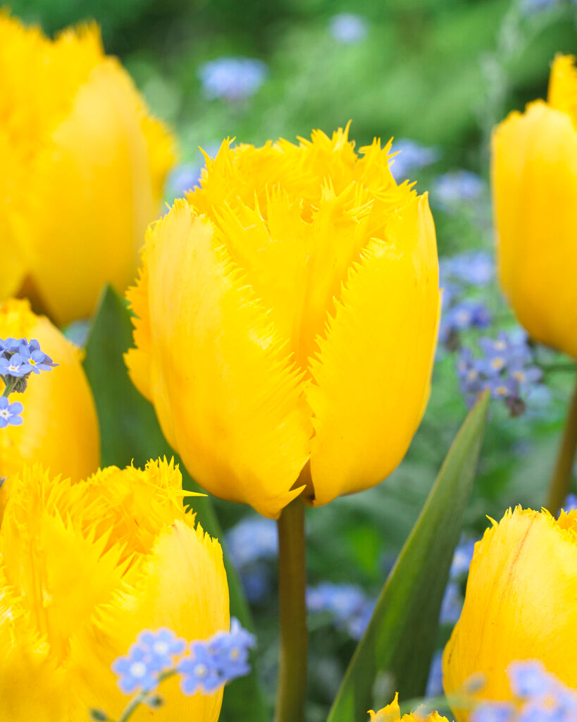 Tulipa Crystal Star