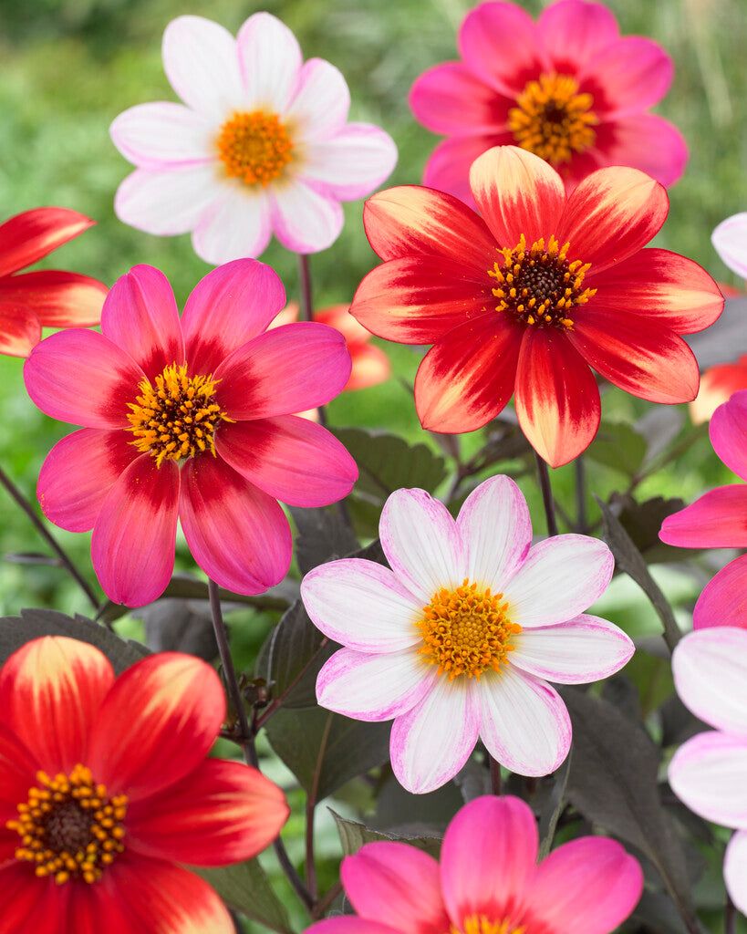 Dahlia Dahlegria Mix