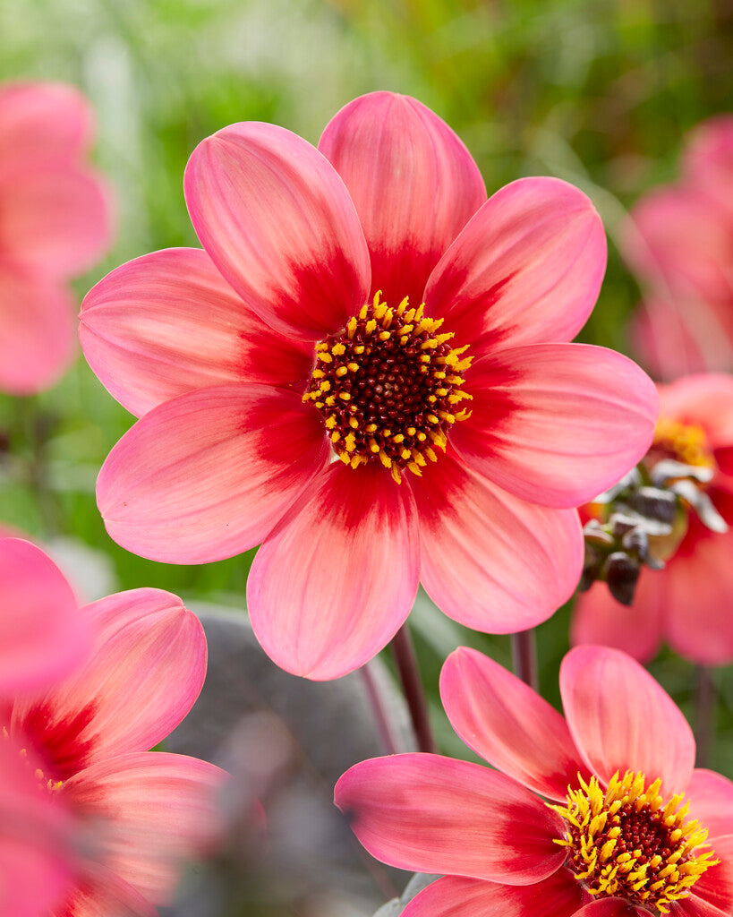 Dahlia Dahlegria Tricolore