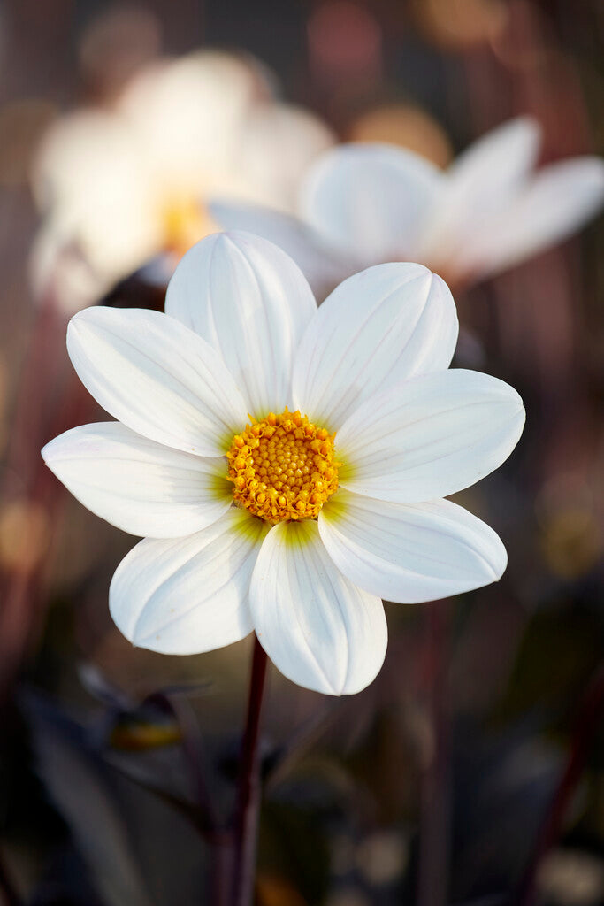 Dahlia Dahlegria White