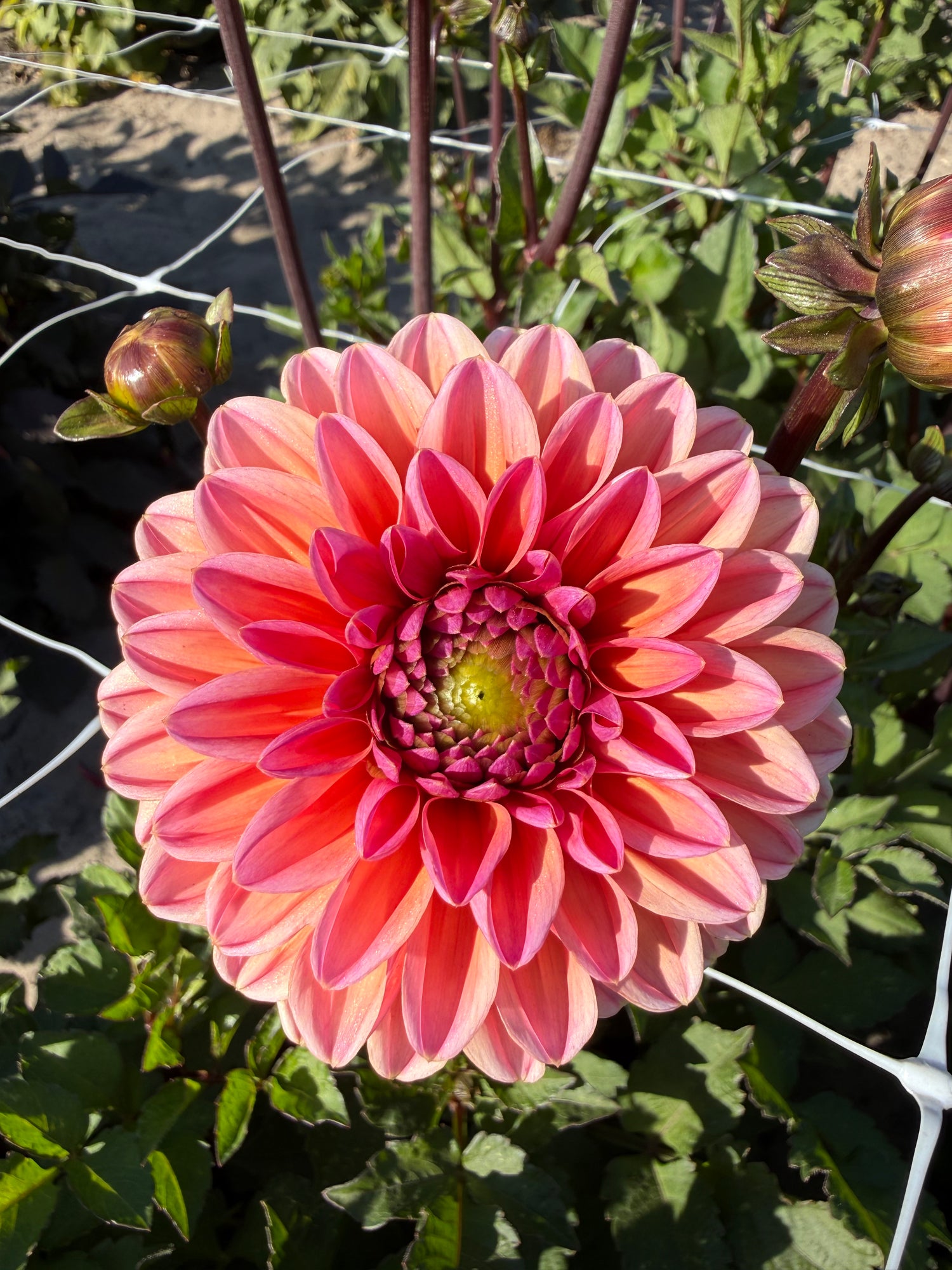 Dahlia Daisy Duke