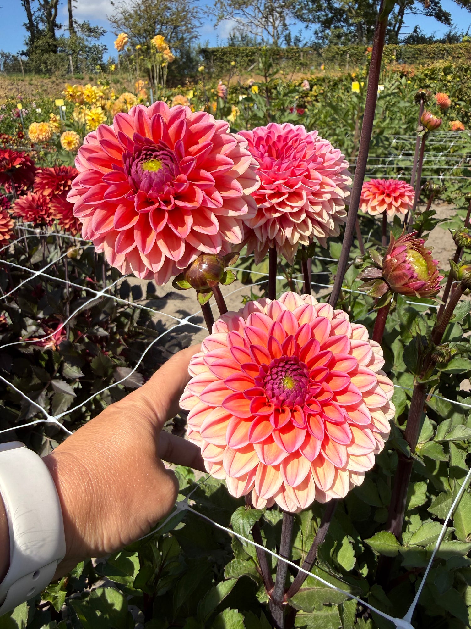 Dahlia Daisy Duke