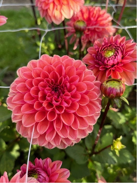 Dahlia Daisy Duke