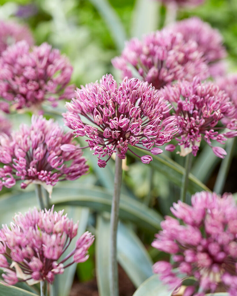 Allium Dallas
