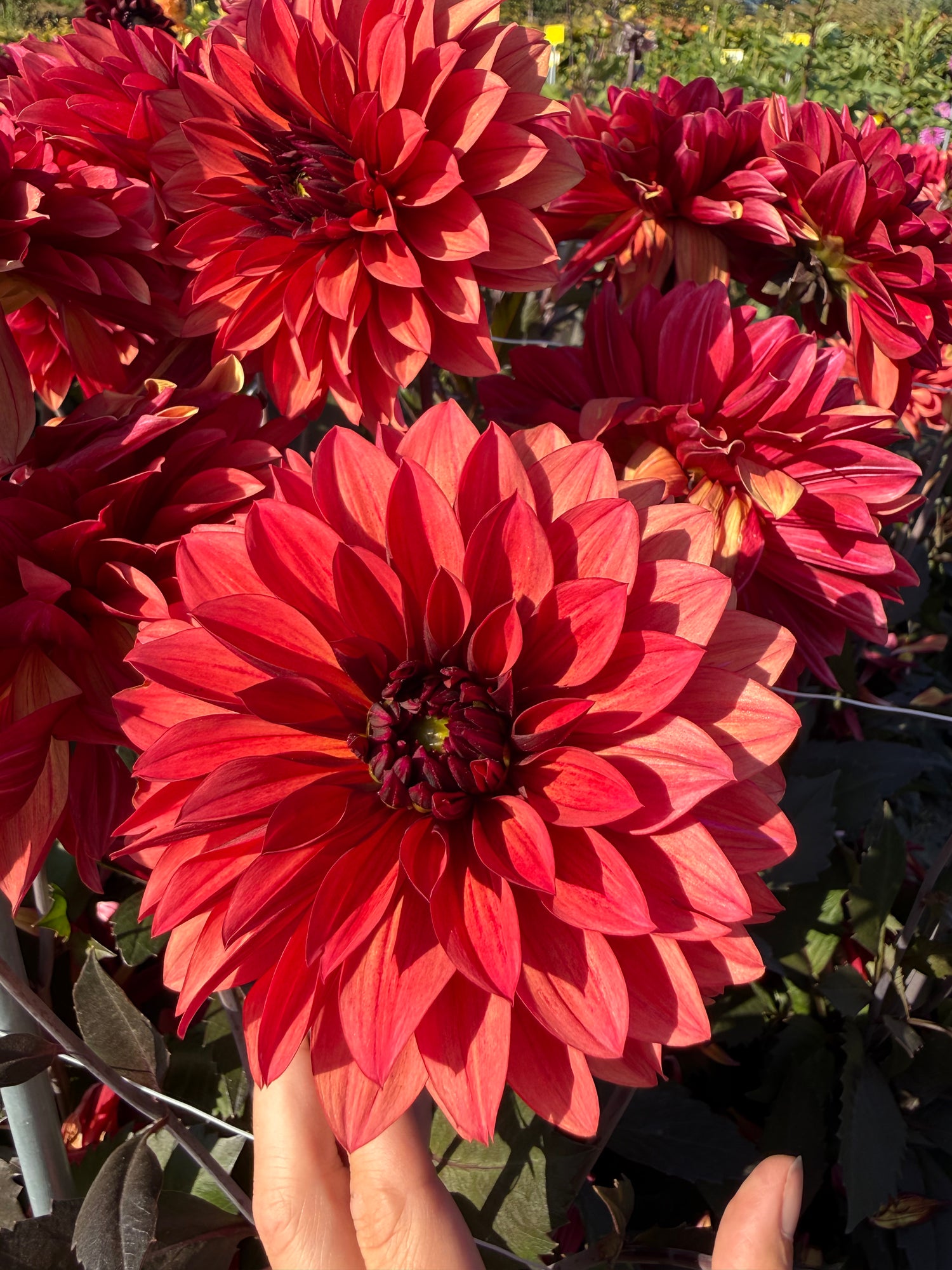 Dahlia Danique