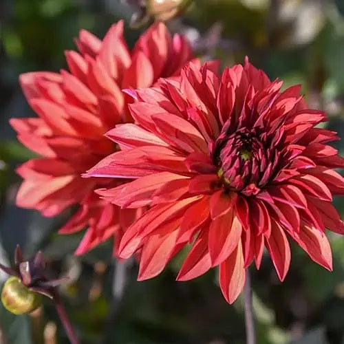 Dahlia Danique