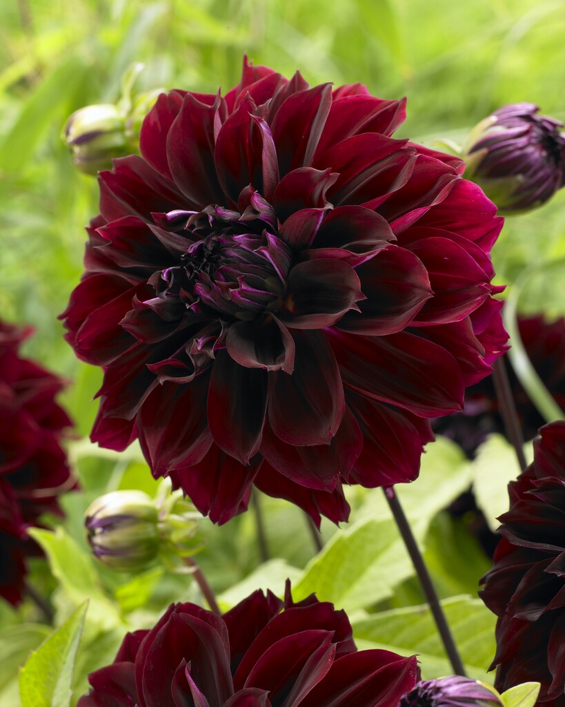 Dahlia Dark Fubuki