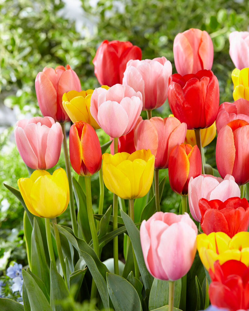 Tulipa Darwin Gemischt