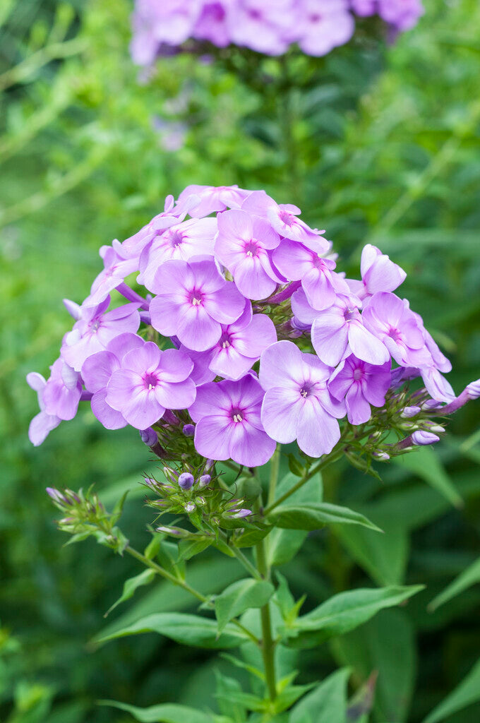 Phlox David´s Lavender 