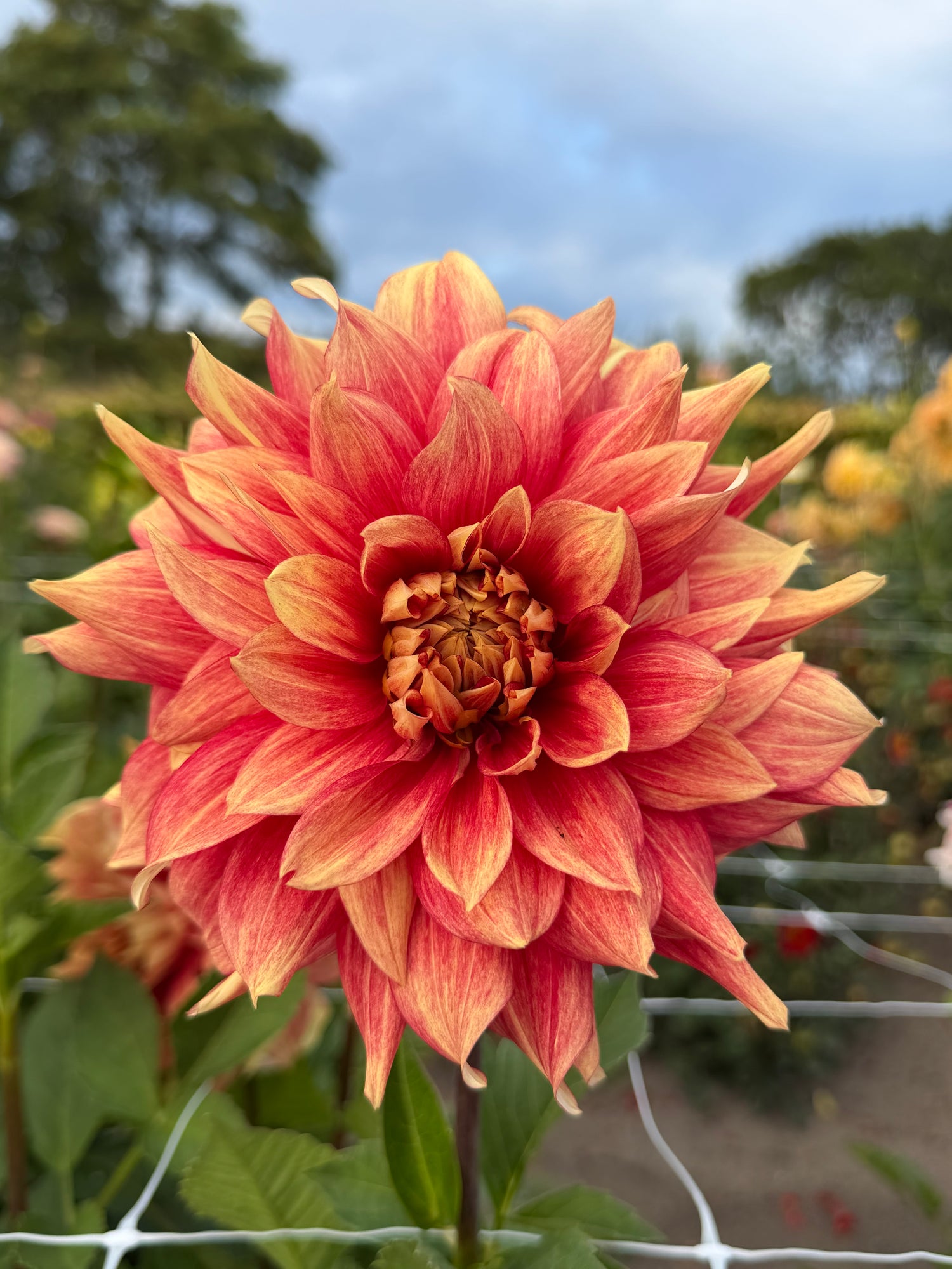 Dahlia Dazzling Magic