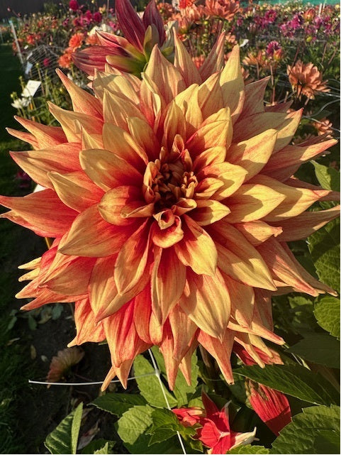 Dahlia Dazzling Magic