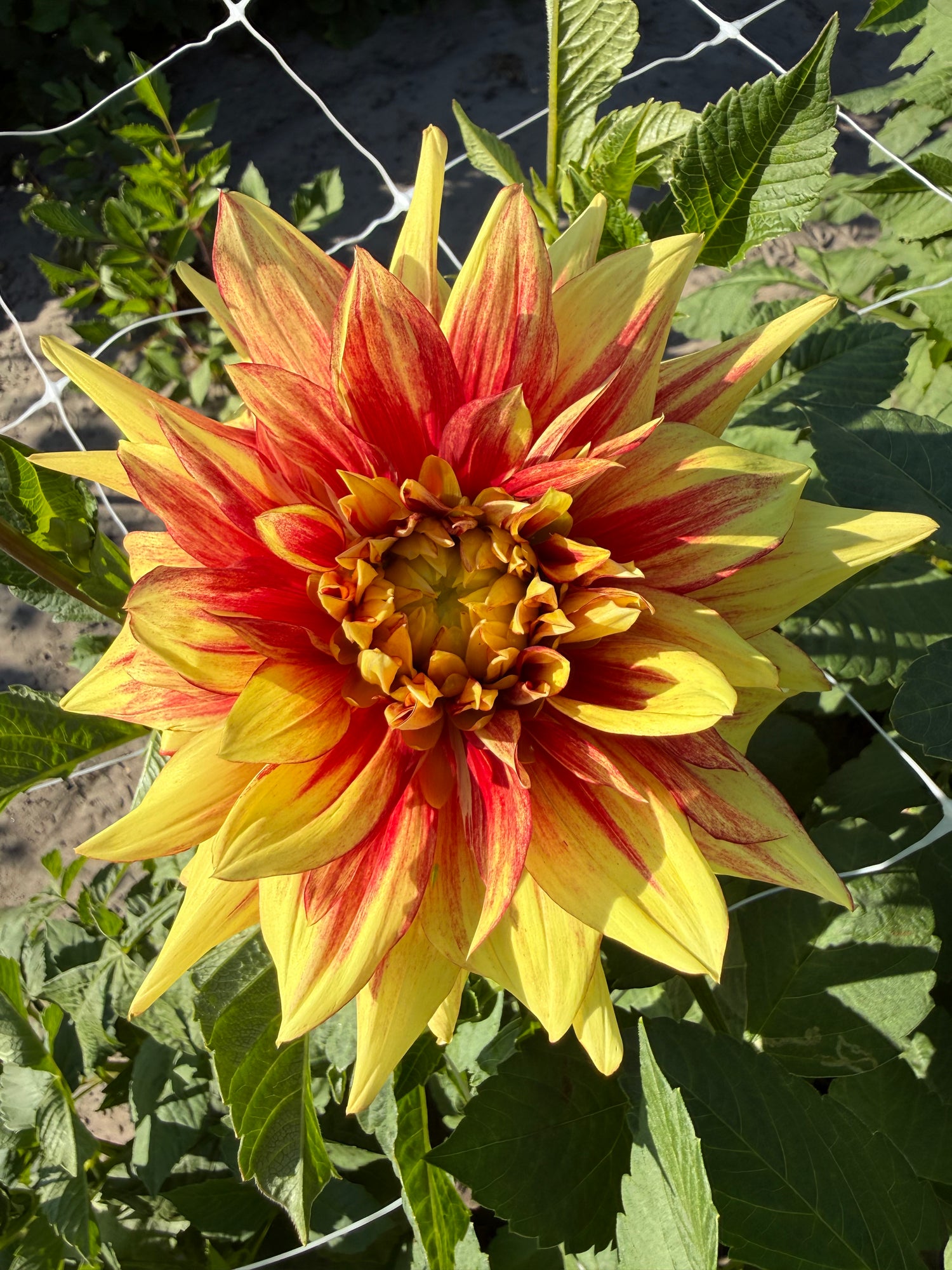 Dahlia Dazzling Sun