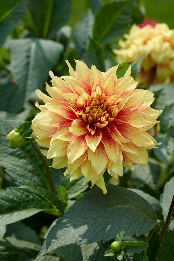 Dahlia Dazzling Sun