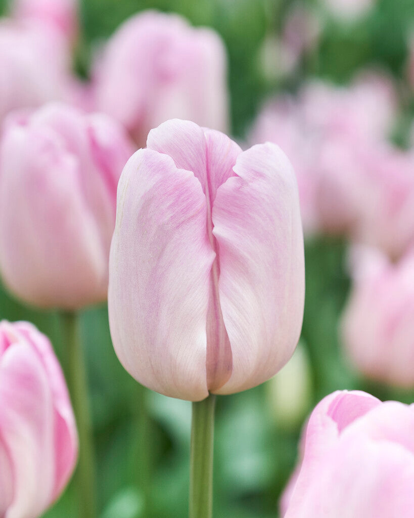 Tulipa Debu Candy