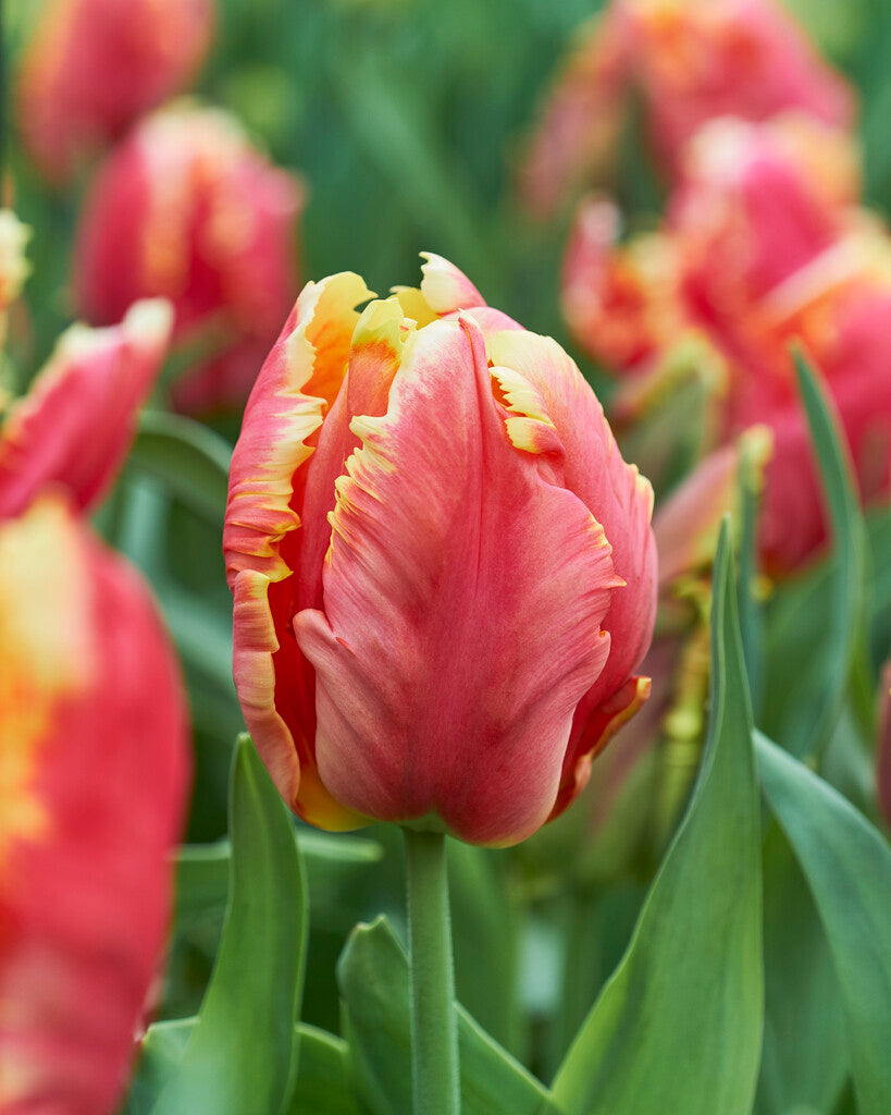 Tulipa Dee Jay Parrot