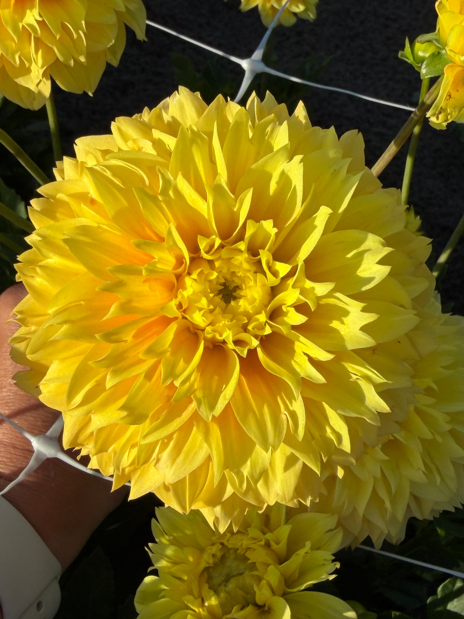 Dahlia Deep Impact
