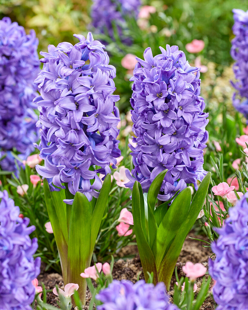 Hyacinth Delft’s Blue
