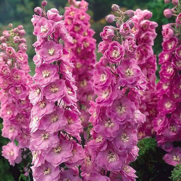 Delphinium Astolat