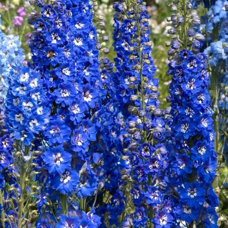 Delphinium Blue Bird