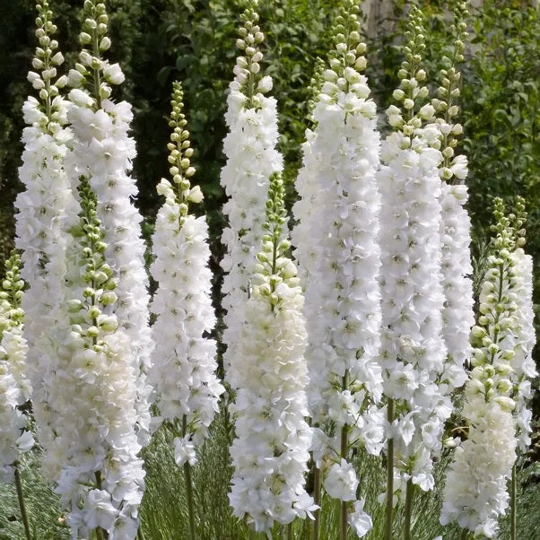 Delphinium Galahad