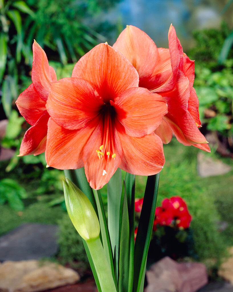Amaryllis Desire