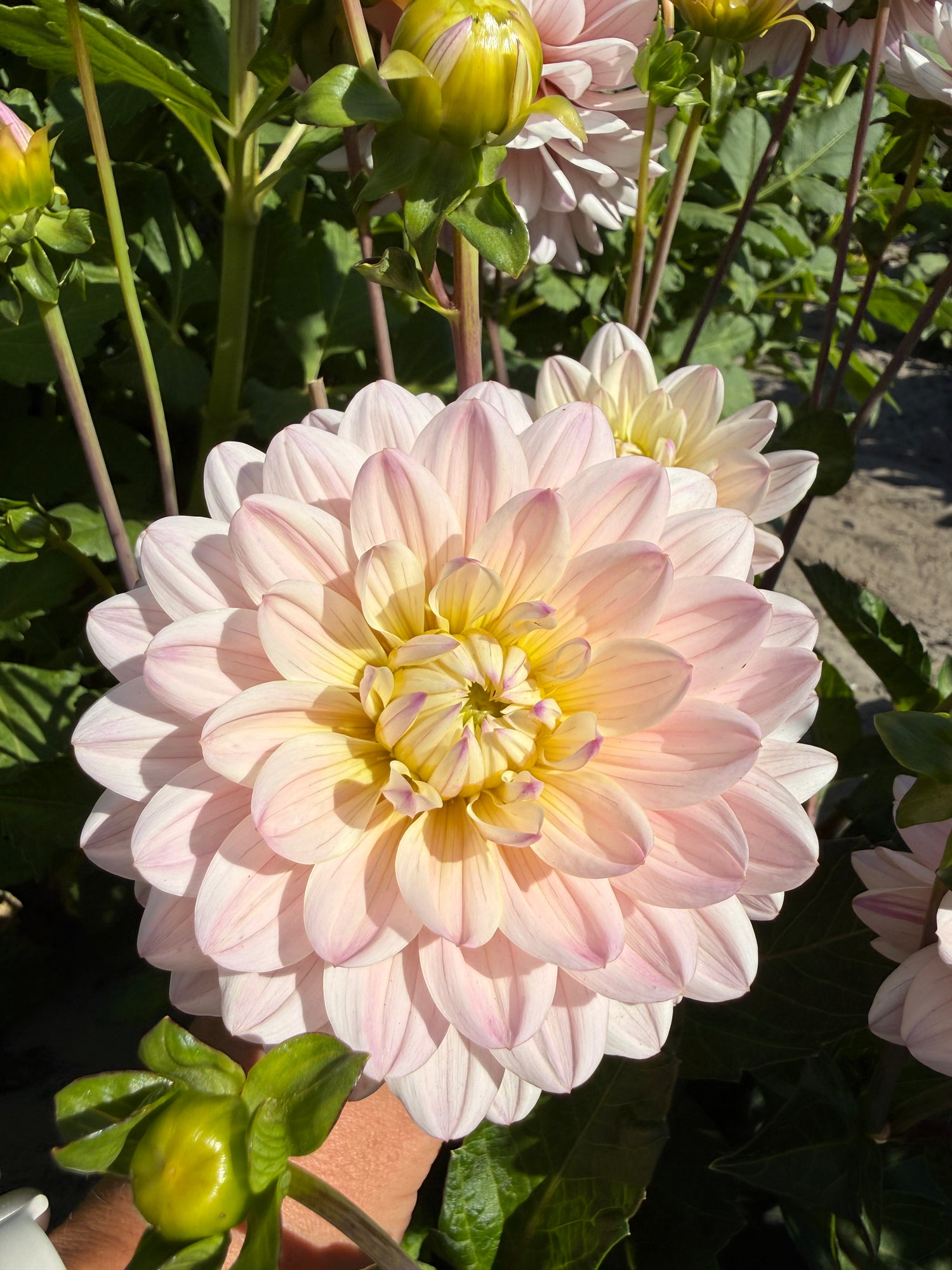Dahlia Diana's Memory