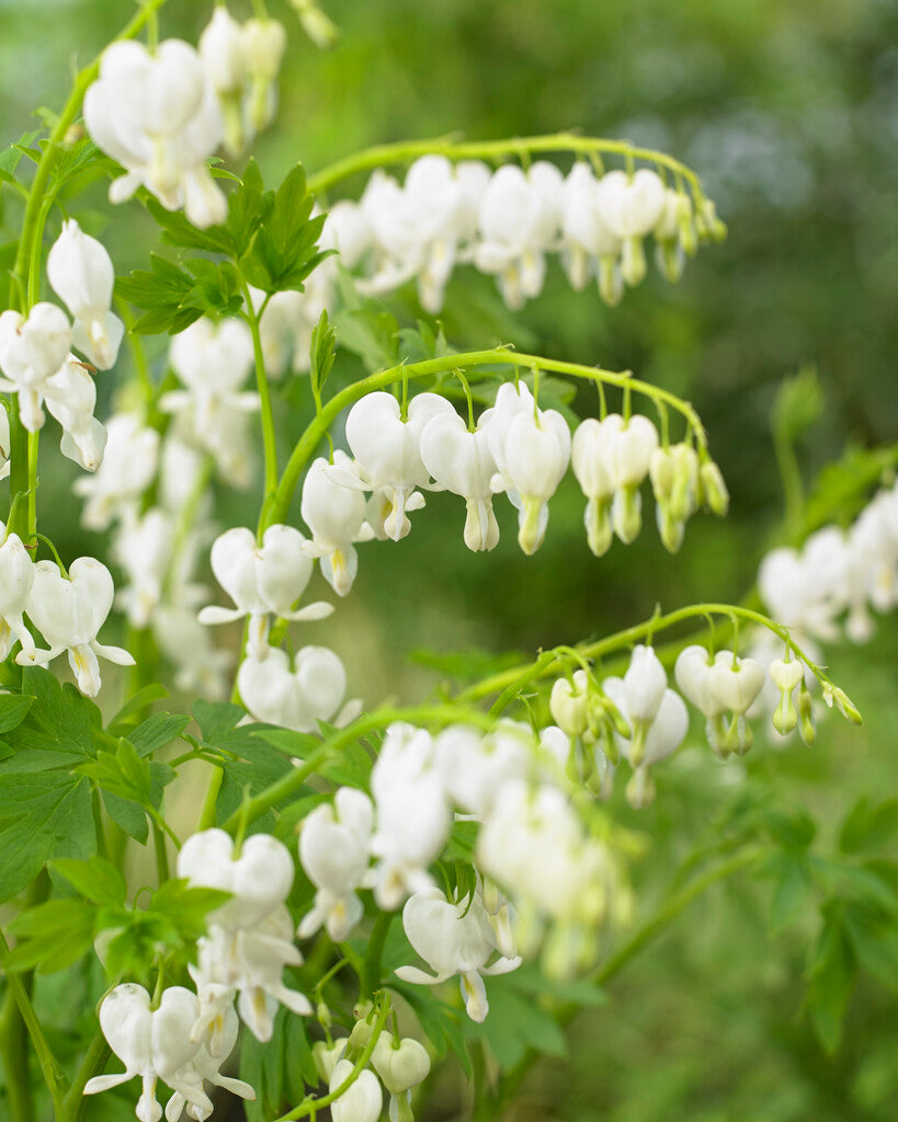 Dicentra Spectabilis White