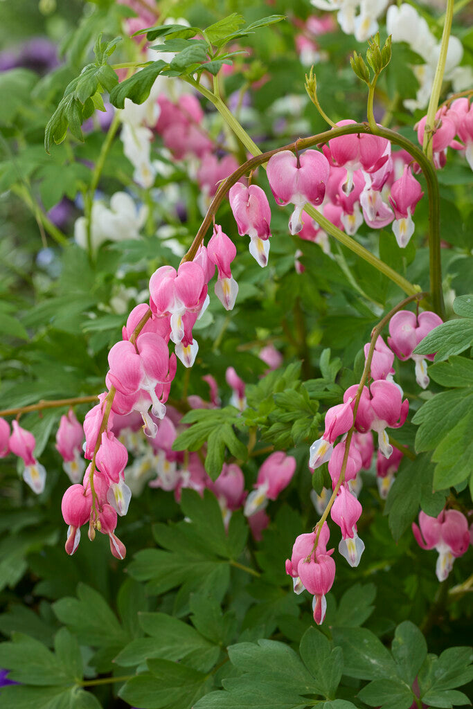 Dicentra Spectabilis Pink