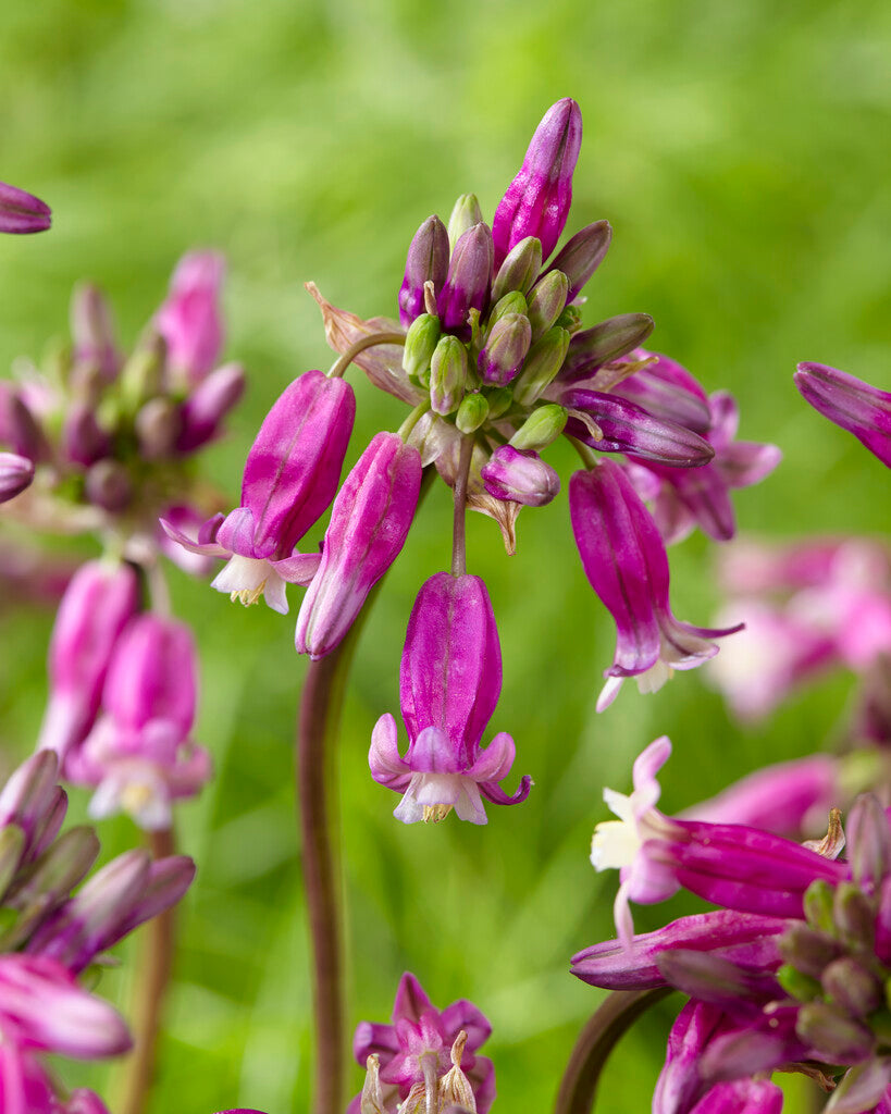 Dichelostemma Pink Diamond